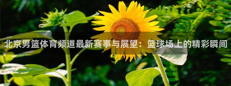 so米直播看球：北京男篮体育频道最新赛事与展望：篮球场上的精彩瞬间